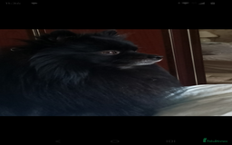 Pomeranian dogs for stud: Black and grey Pomeranian for stud - Image 2