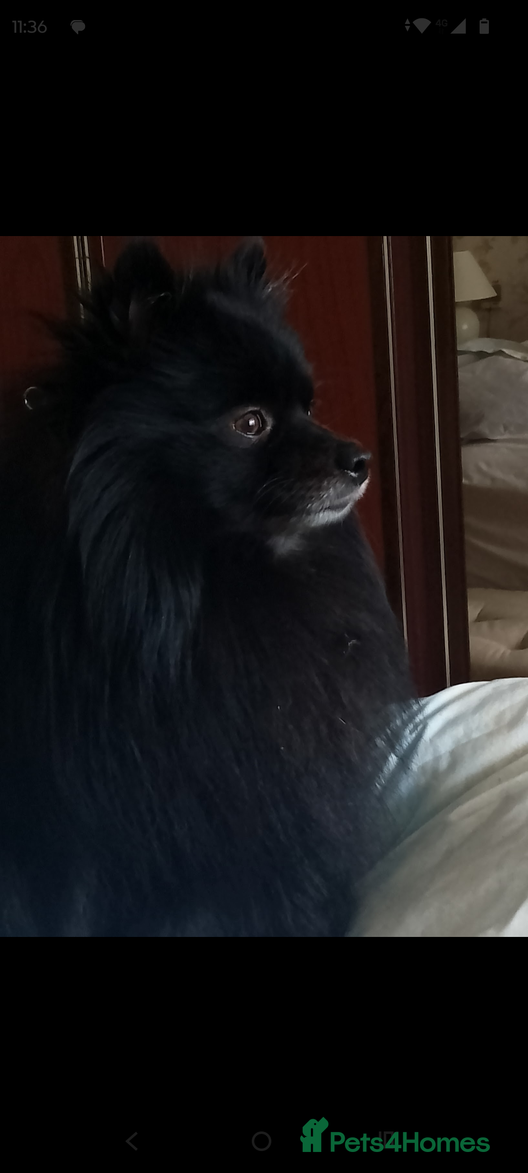 Pomeranian dogs for stud: Black and grey Pomeranian for stud - Image 2