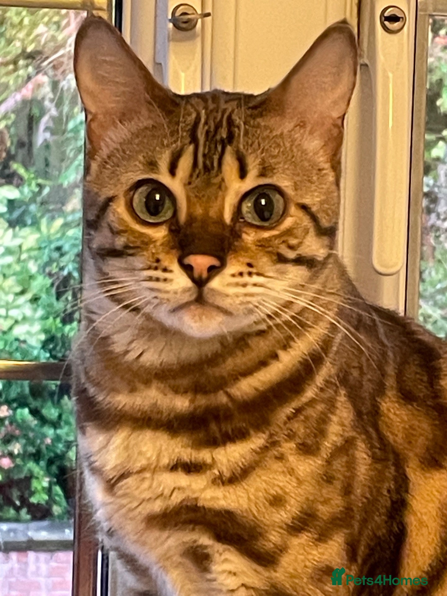 Bengal cats TICA registered Bengal family (all castrated) - Advert 2