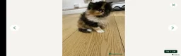 Persian cats for sale: Persian female kitten  - Advert 3