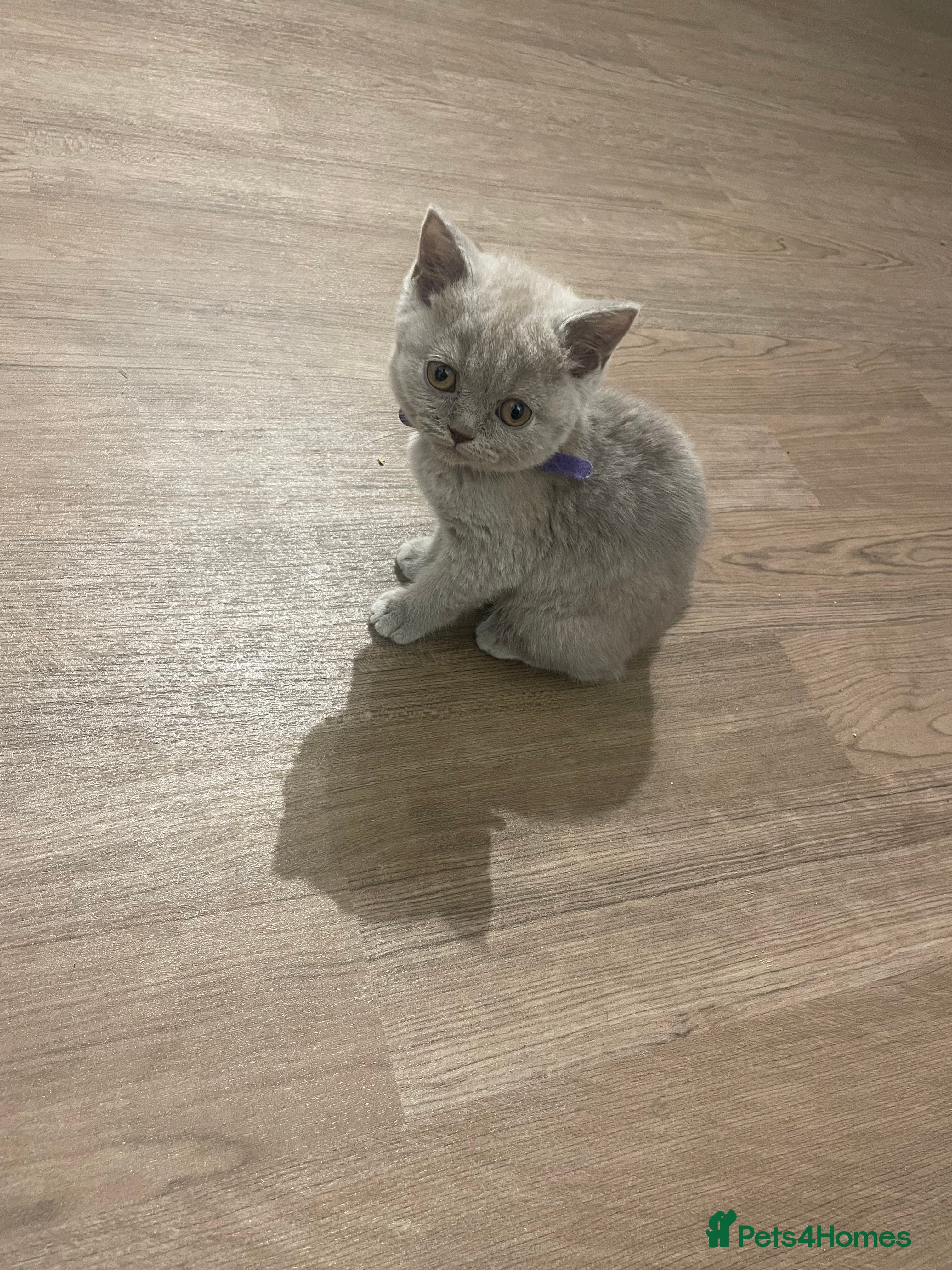 British Shorthair cats British short hair Pedigree registered  - Advert 1