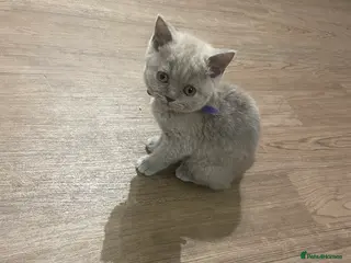 British Shorthair cats British short hair Pedigree registered - Advert 1