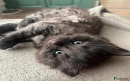 British Longhair cats for sale: 3 beautiful male kittens for sale - Image 4