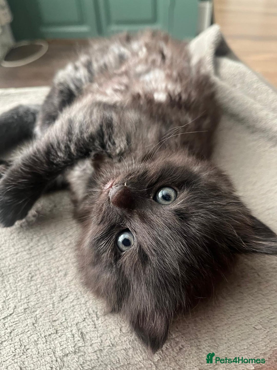 British Longhair cats for sale: 3 beautiful male kittens for sale - Image 4