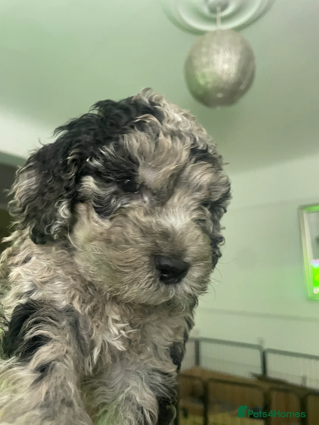 Cockapoo dogs for sale: Cockapoo F1b Puppies born 8 December  - Advert 8