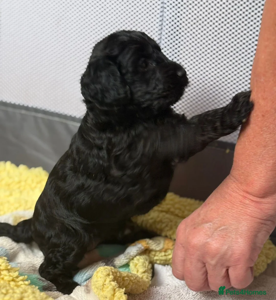 Cockapoo dogs for sale: Cockerpoo F1b Pups for sale (Ready to be rehomed) - Advert 26