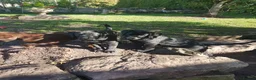 Labrador Retriever dogs for sale: Adorable KC Reg Labrador puppies  - Advert 14