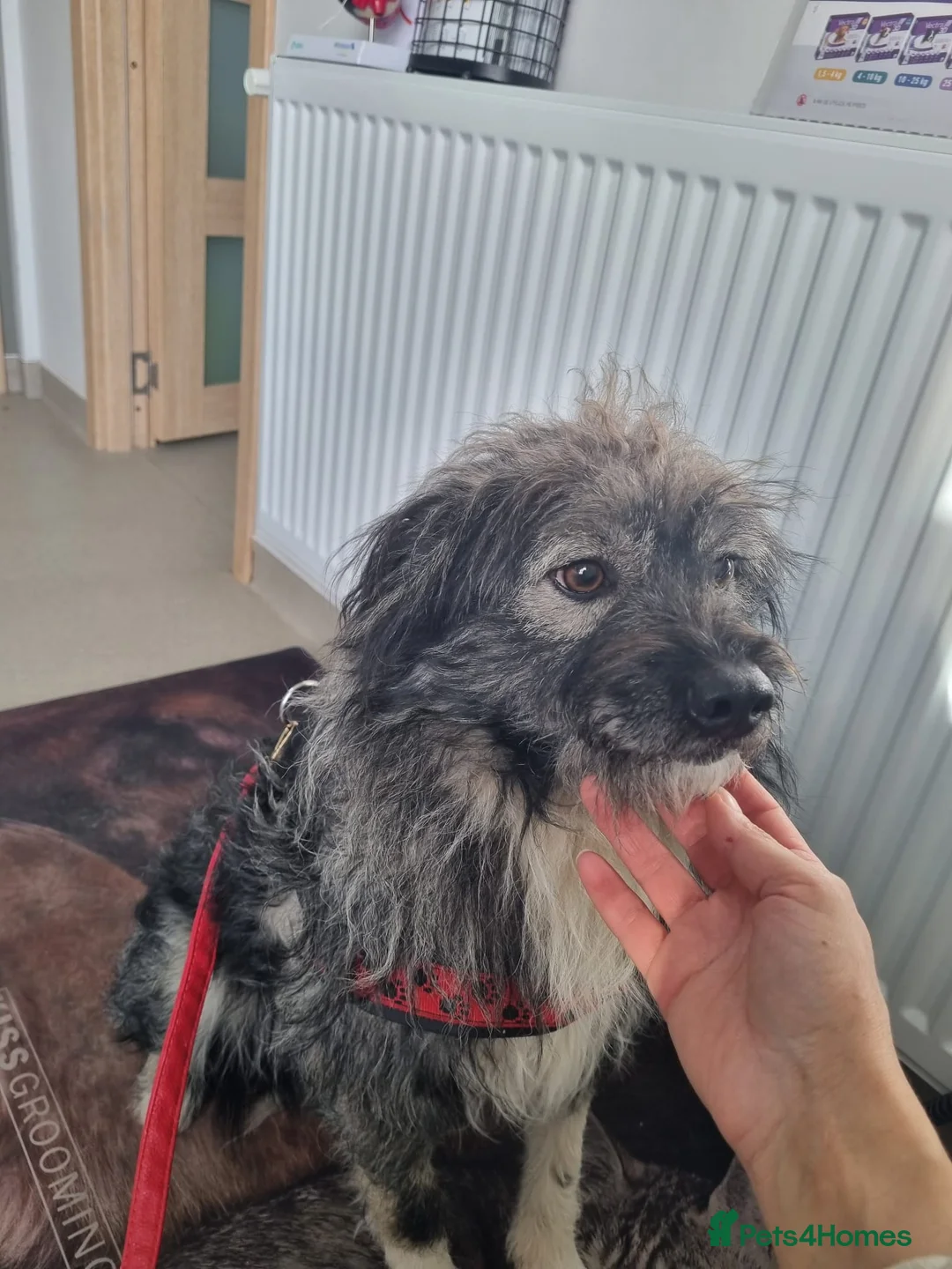 Mixed Breed dogs for sale: STORMY – s Superb young boy for a Loving Home - Advert 10