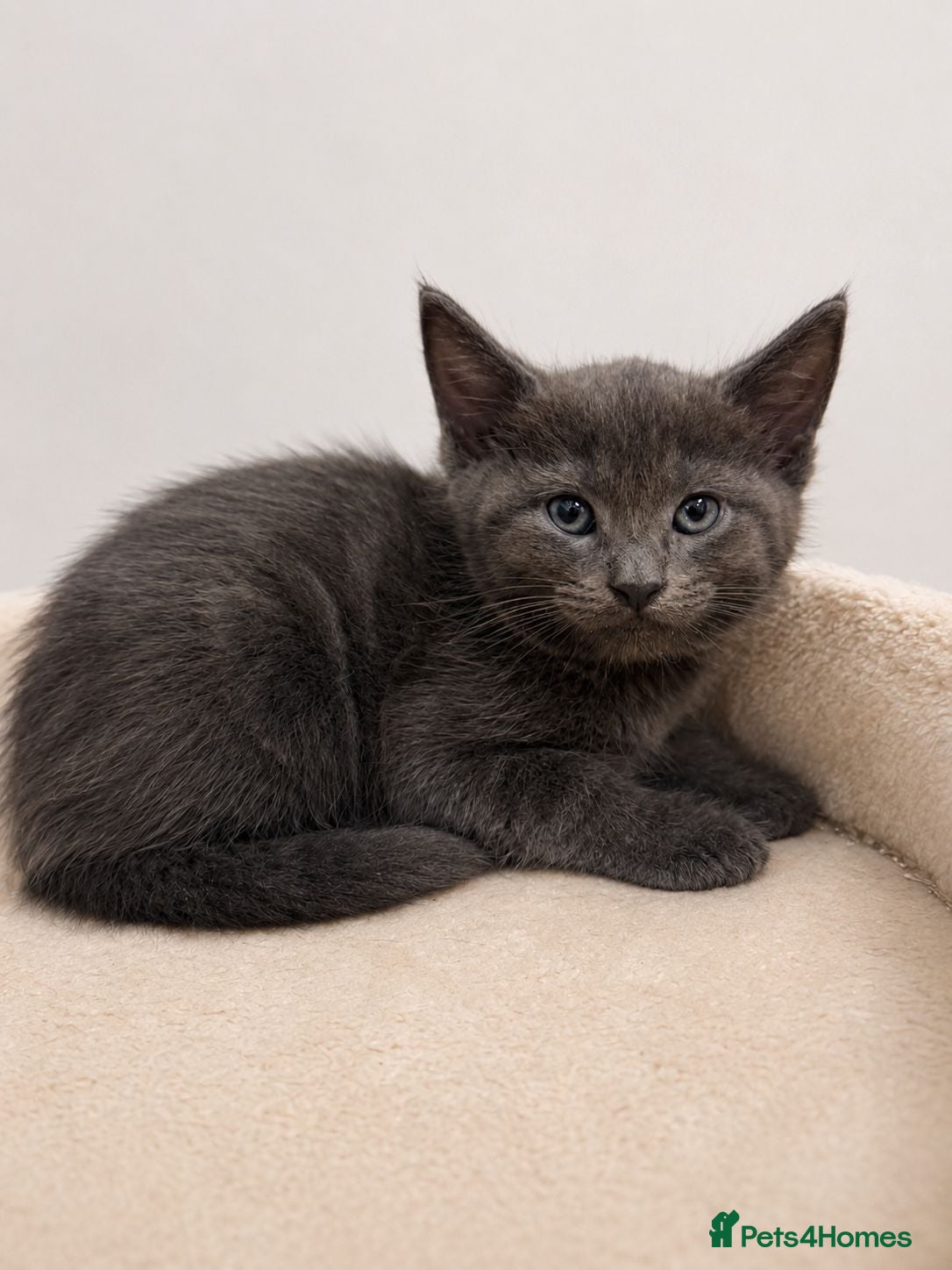 Mixed Breed cats Maine coon x Ragdoll/Bengal kittens - Advert 2