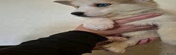 Siberian Husky dogs for sale: Beautiful Husky Looking for Their Forever Homes - Advert 28