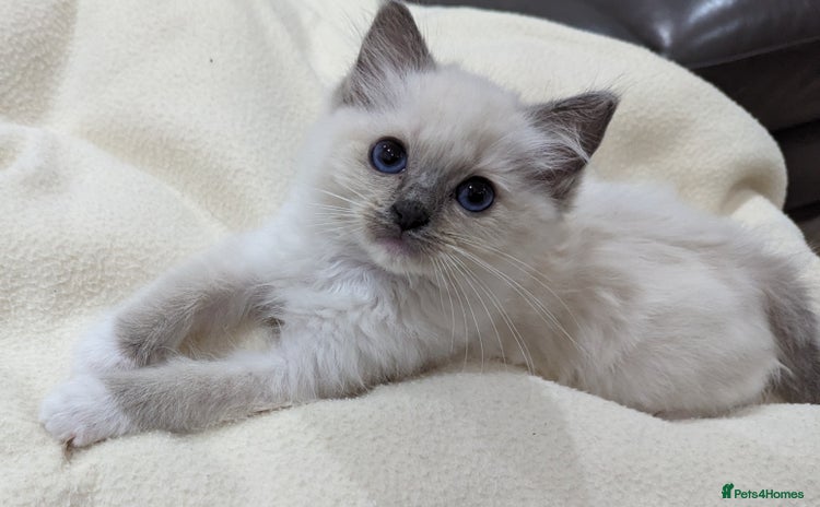 Ragdoll cats - Advert 1