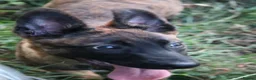 Belgian Shepherd Dog dogs for sale: Pups from world champion CHANCE - Advert 10