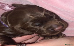 Cocker Spaniel dogs for sale: 🐶🐶🐶6 STUNNING WORKING COCKER SPANIELS🐶🐶🐶 - Image 21
