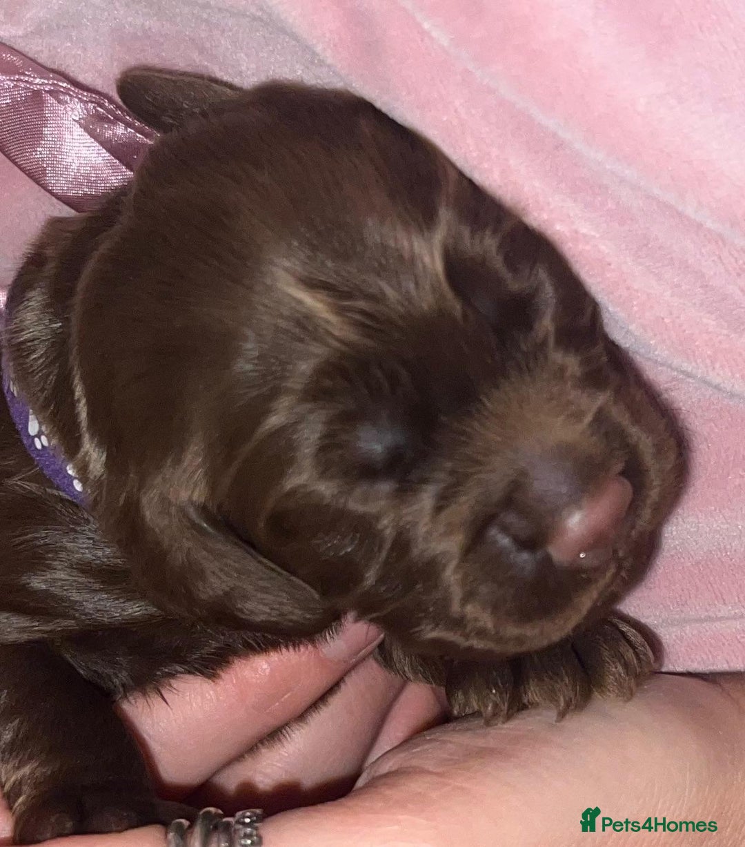 Cocker Spaniel dogs for sale: 🐶🐶🐶6 STUNNING WORKING COCKER SPANIELS🐶🐶🐶 - Image 21
