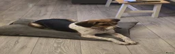 Mixed Breed dogs for adoption: ❤️🐶 DAISY – SHE DOESN'T WANT MUCH... - Advert 6