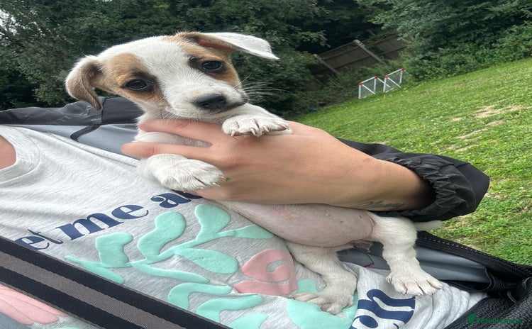 Jack Russell dogs - Advert 1