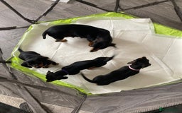 Dachshund dogs for sale: Miniature Sausage Dog Pups READY TO GO Dachshund  - Image 12