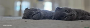 Scottish Fold 4