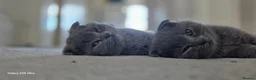 Scottish Fold cats for sale: Scottish fold  in Wellingborough - Advert 6