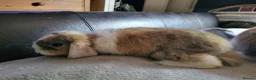 Mini Lop rabbits for sale: Adorable Mini Lops - Advert 5