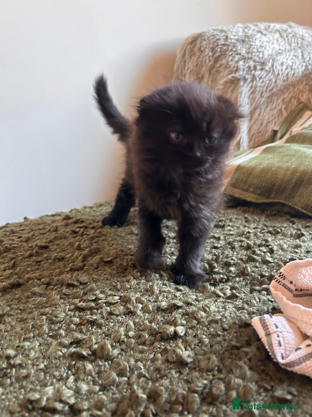 Scottish Fold cats for sale: 2 female Scottish fold cross kittens for sale  - Image 4