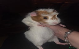 Guinea Pig rodents for sale: Baby female guinea pig - Image 7