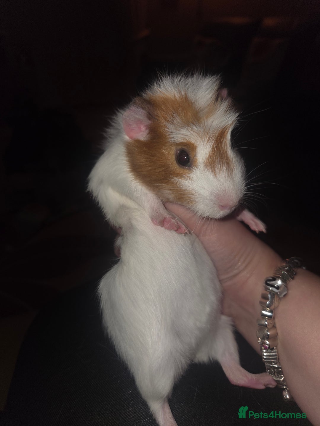 Guinea Pig rodents for sale: Baby female guinea pig - Image 7