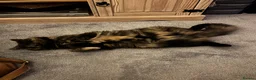 Mixed Breed cats for sale: Cute mixed breed kittens in Sheffield - Advert 1