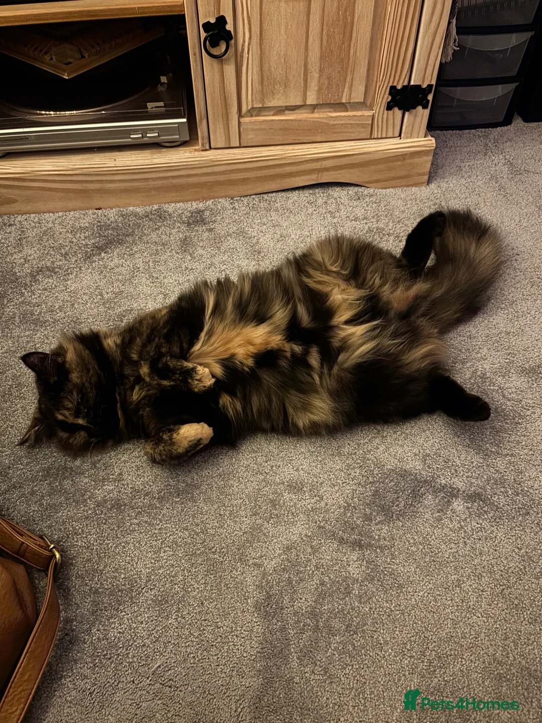 Mixed Breed cats for sale: Cute mixed breed kittens in Sheffield - Advert 1