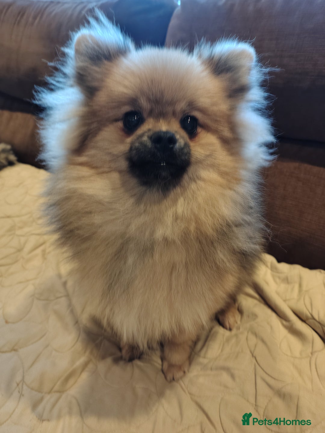 Pomeranian dogs for sale: Pom puppys with Kc reg , pedigree for sale - Advert 23