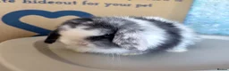 Mini Lop rabbits for sale: Beautiful Black Magpie VM Buck Available - Advert 1