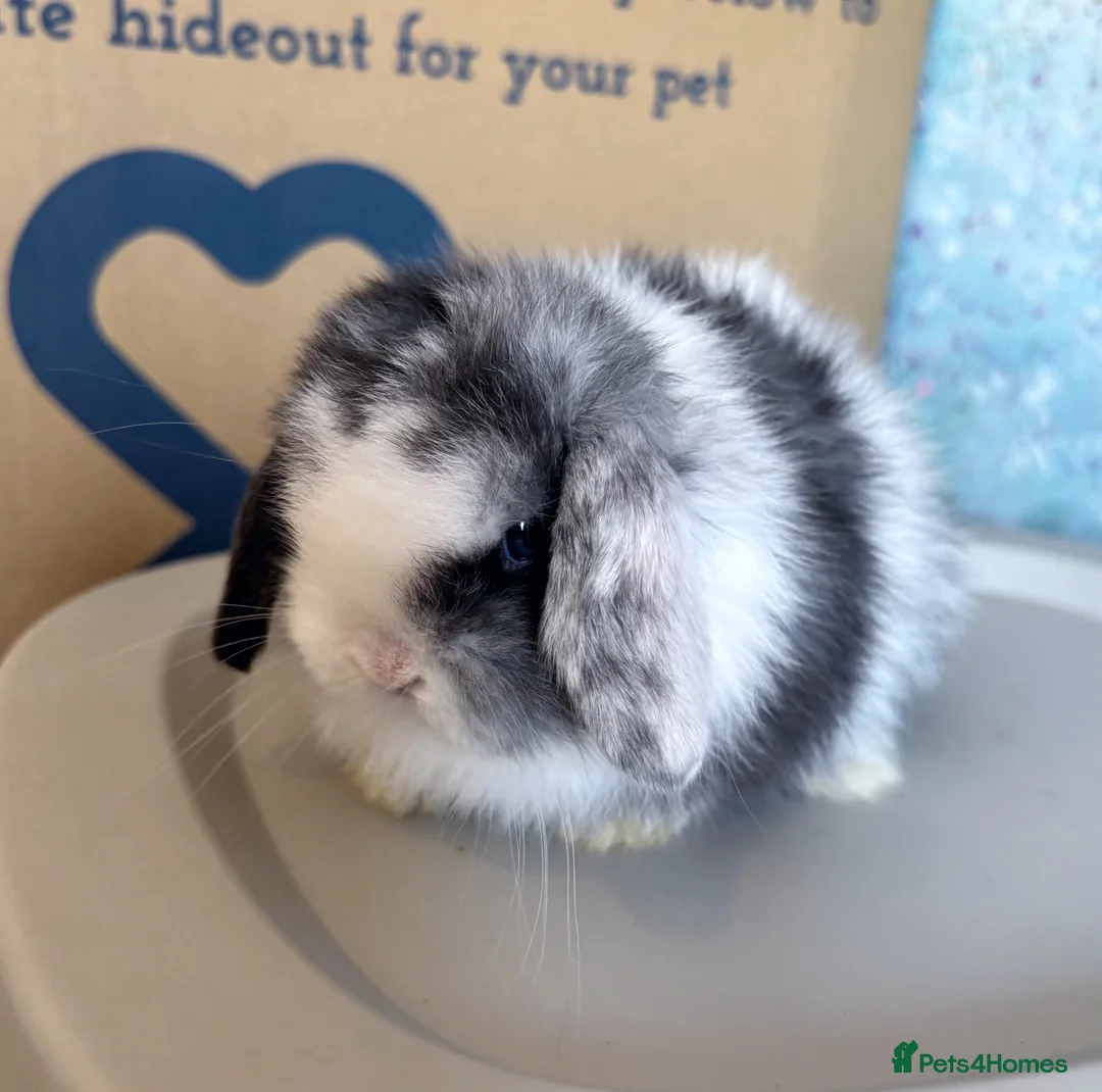 Mini Lop rabbits for sale: Beautiful Black Magpie VM Buck Available - Advert 1