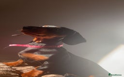 Miniature Dachshund dogs for sale: miniature dachshund for rehoming - Advert 2