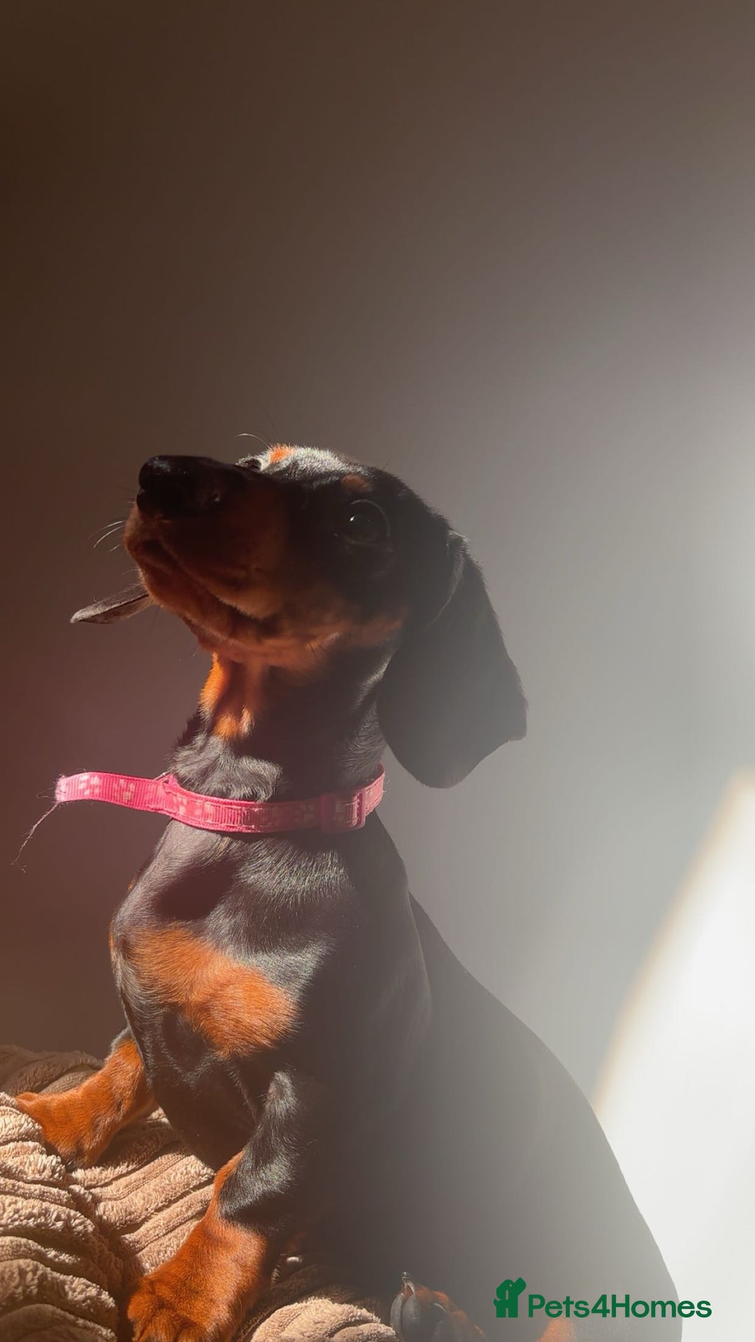 Miniature Dachshund dogs for sale: miniature dachshund for rehoming - Advert 2