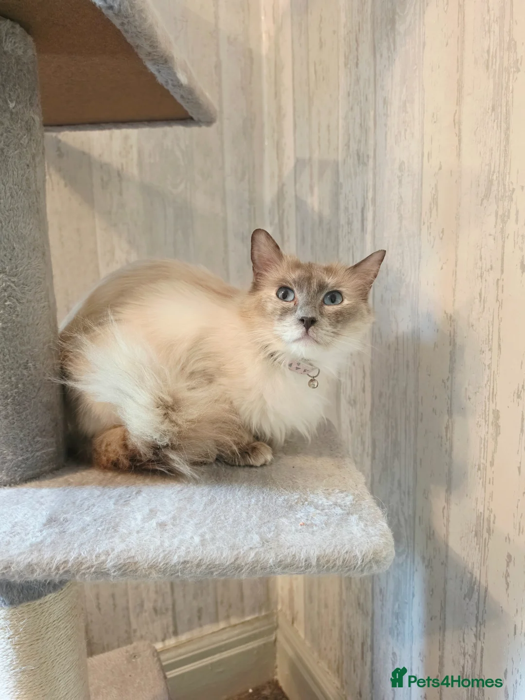 Ragdoll cats for sale: 3 Beautiful Ragdoll Cats  - Advert 1