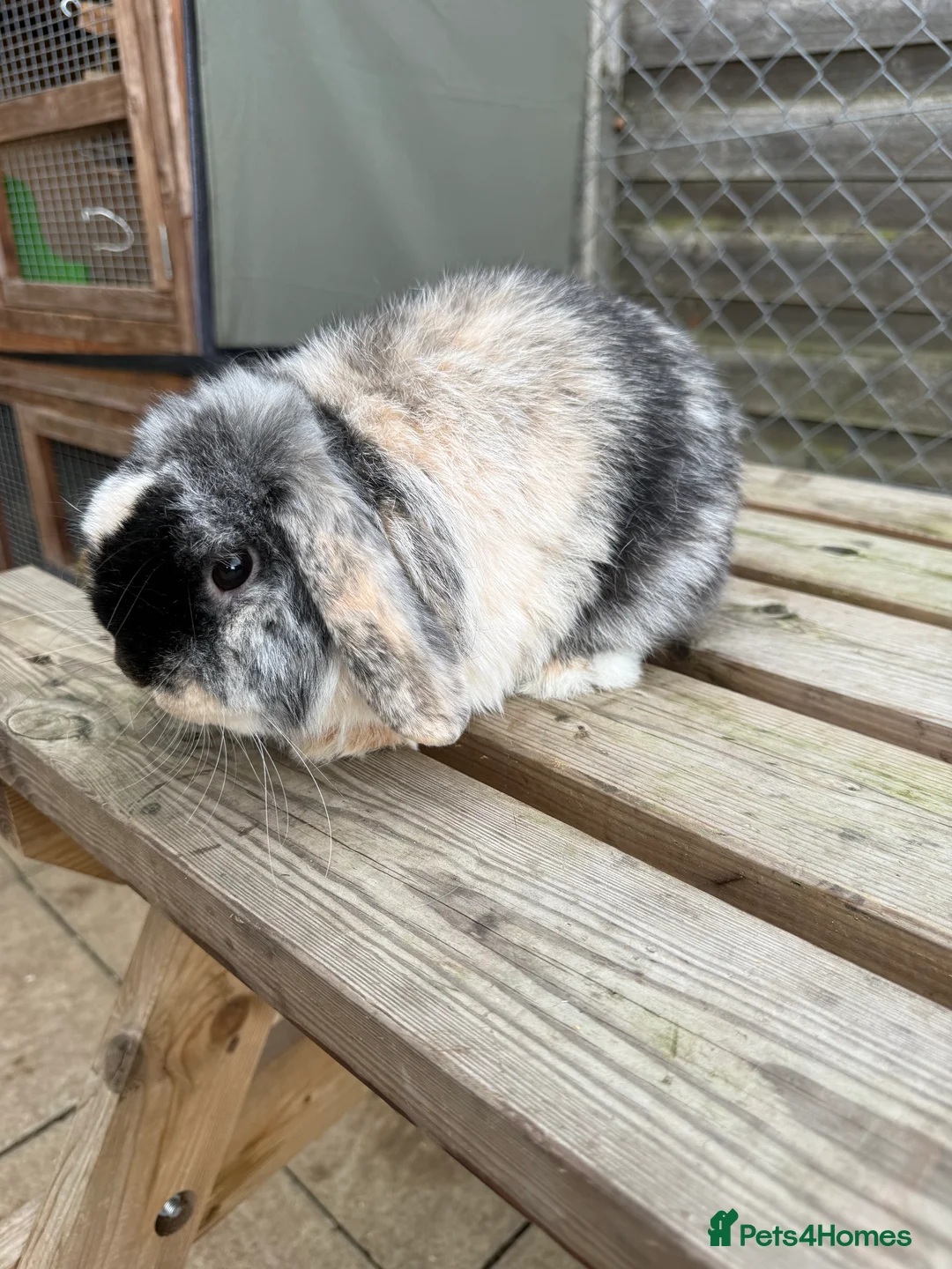 Mini Lop rabbits for sale: Gorgeous mini lop - Advert 2