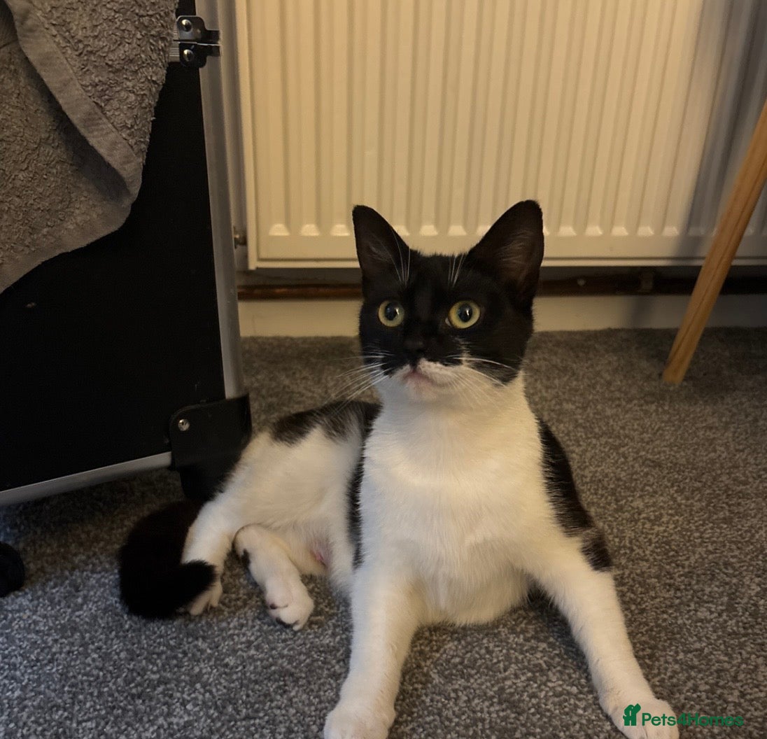 Domestic Shorthair cats Female kitten - Advert 1