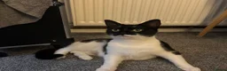 Domestic Shorthair cats for sale: Female kitten in Rossendale - Advert 1