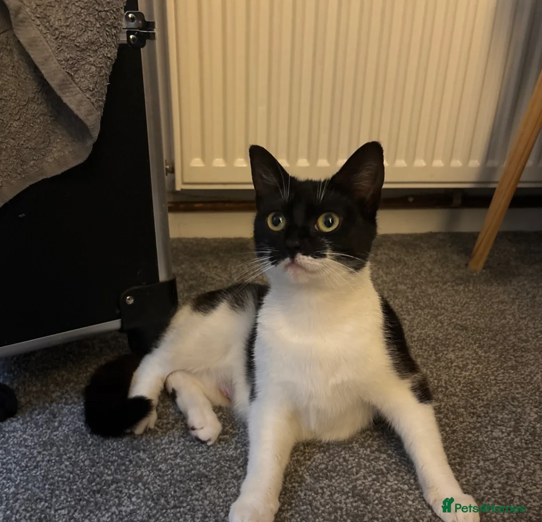 Domestic Shorthair cats for sale: Female kitten in Rossendale - Advert 1