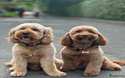 Cockapoo dogs for sale: 5 Gorgeous F2 Cockapoo Puppies Remaining!! 🐶 - Image 1