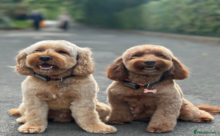Cockapoo dogs - Advert 3