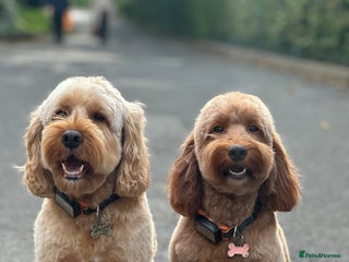 Cockapoo dogs - Advert 1