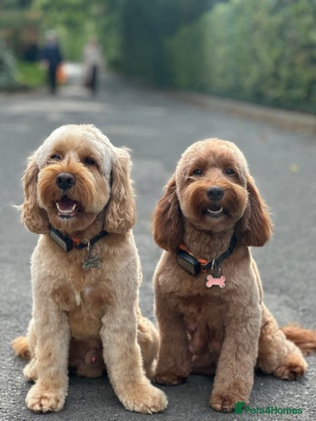 Cockapoo dogs - Advert 2