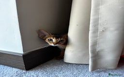 Abyssinian cats for sale: Pure Abyssinian kittens 💝 - Image 11
