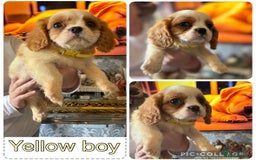 Cavalier King Charles Spaniel dogs for sale: King Charles cavalier puppies for sale  - Image 7
