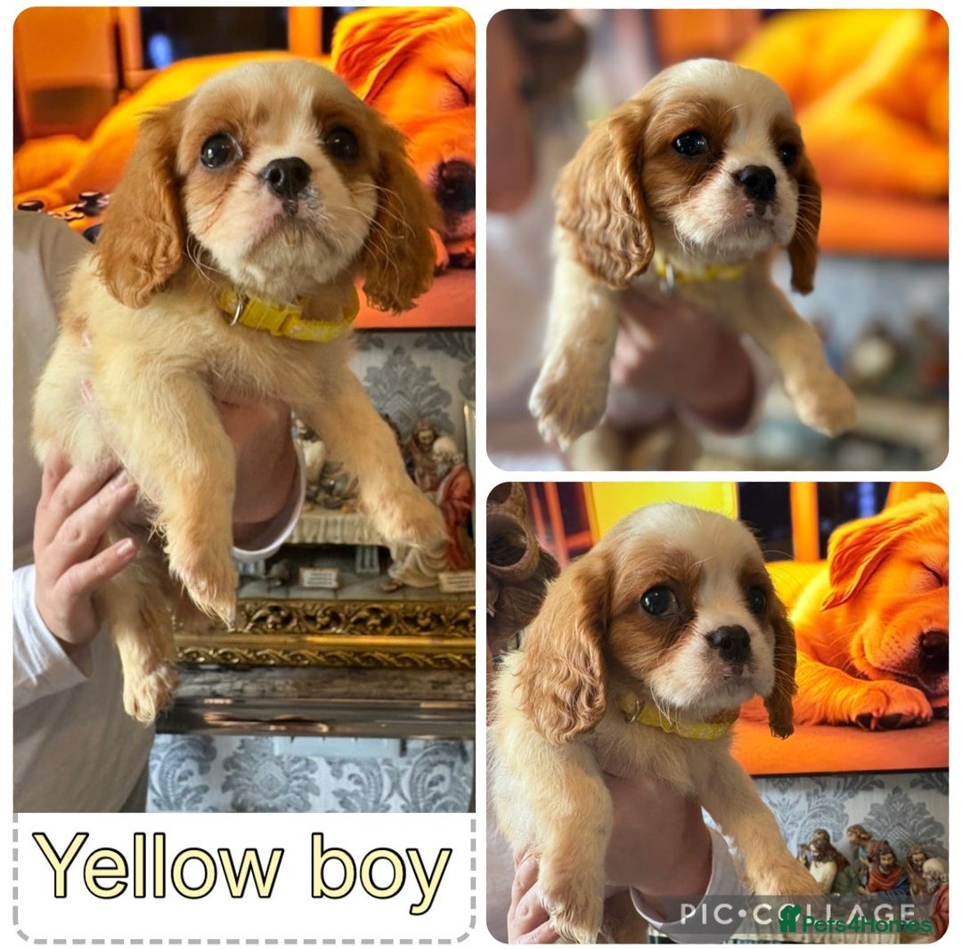 Cavalier King Charles Spaniel dogs for sale: King Charles cavalier puppies for sale  - Image 7