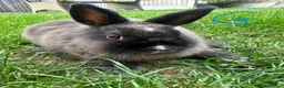 Netherland Dwarf rabbits for sale: Netherland Dwarf Rabbits For Sale  - Advert 15