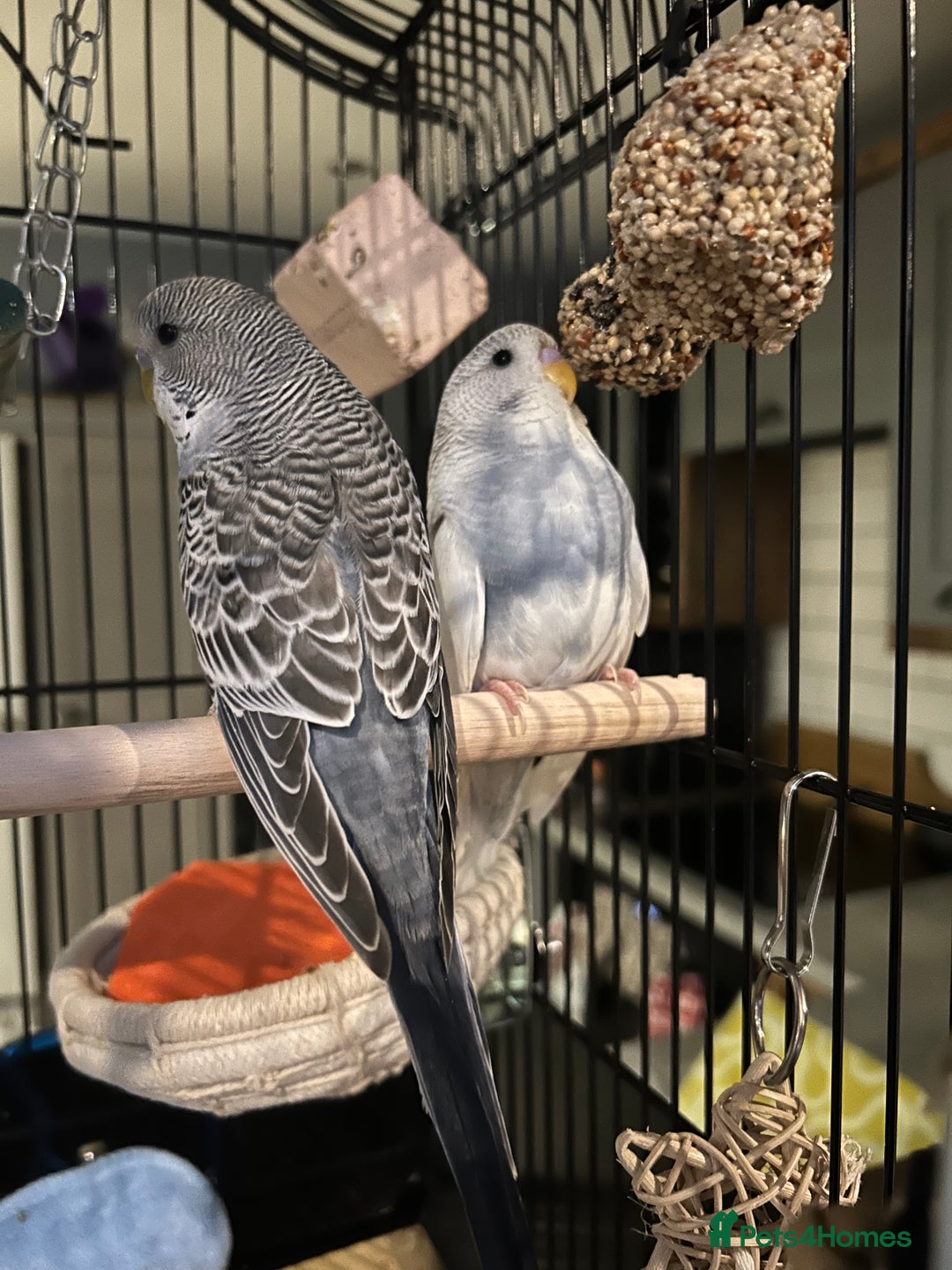 Budgerigars birds for sale: Beautiful Bob the budgie - Advert 2