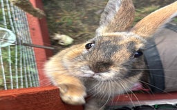 Rex rabbits for sale: rabbits for sale - Image 1