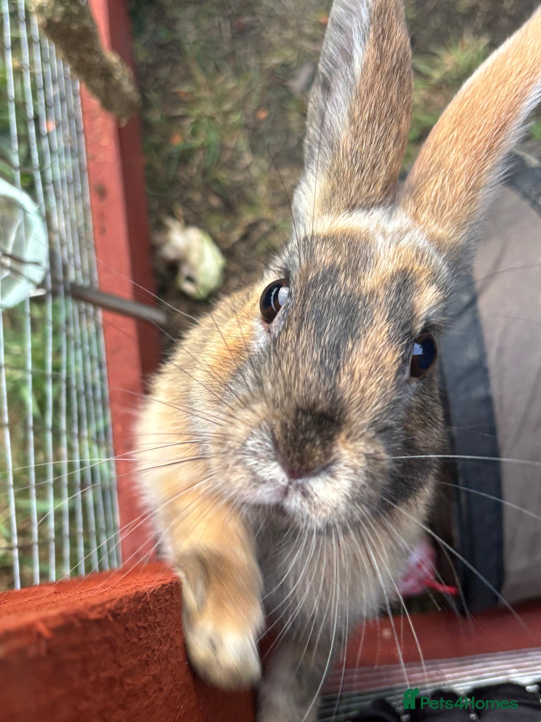Rex rabbits for sale: rabbits for sale - Image 1